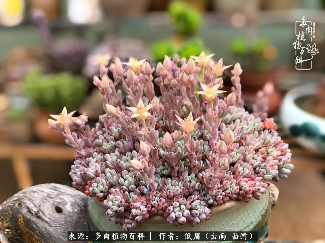 多肉怎么养度夏,多肉怎么养之度夏篇