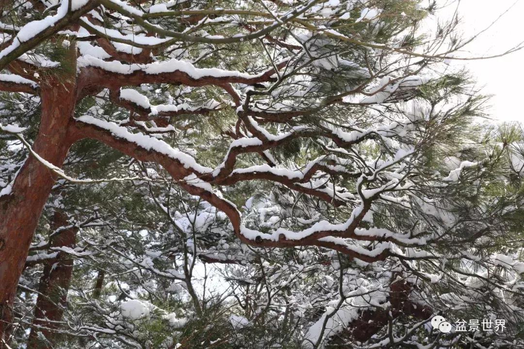松树盆景经典大片,大斜杆式盆景得金奖作品松树