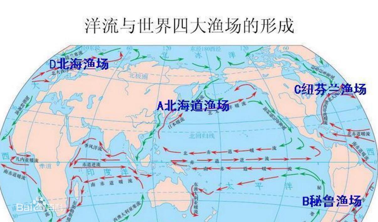 日本海岸现大量鱼尸体,日本海滩惊现大量乌贼尸体