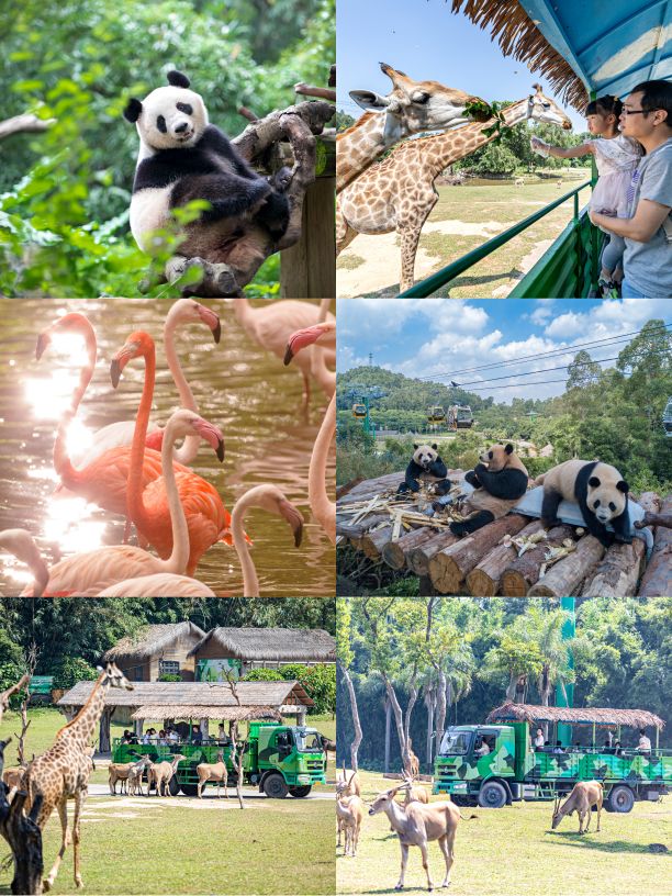 长隆野生动物世界需要几个小时,长隆野生动物园最优攻略