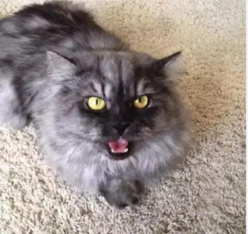 养猫必须做的5件事,老手养猫才知道的六件事