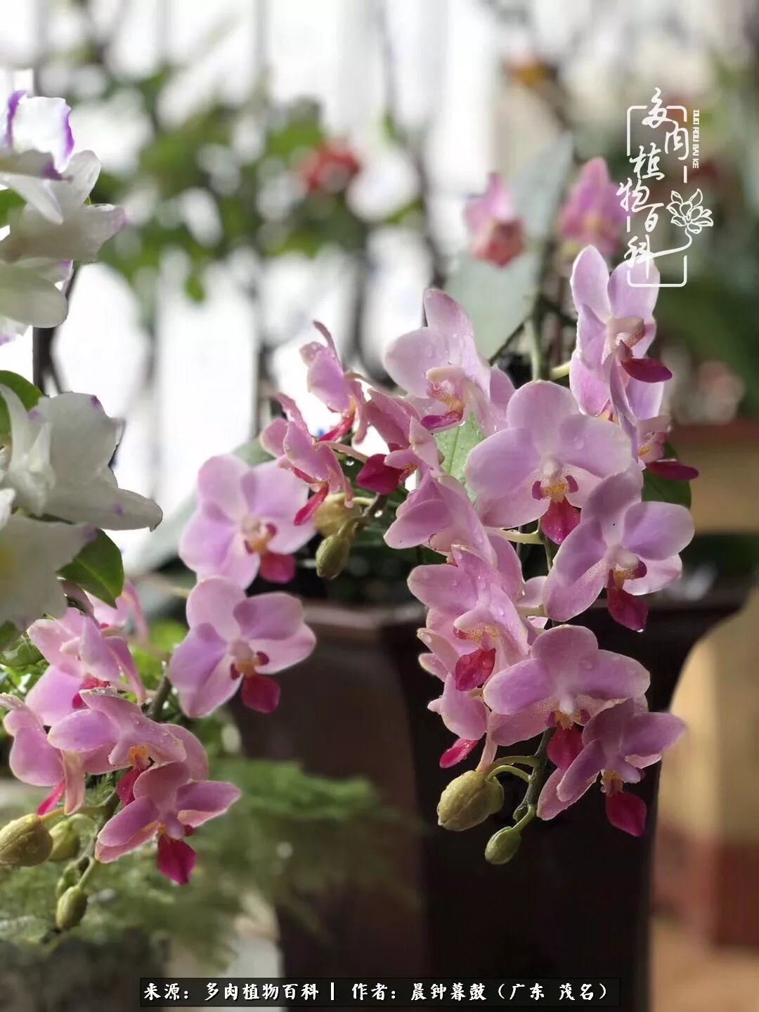 轻轻地告诉你，我的多肉也曾美过，不信你看看