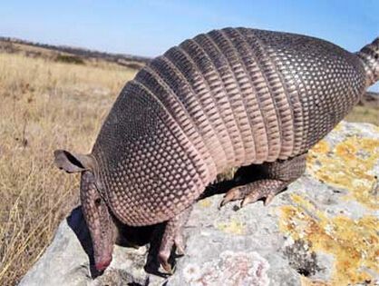 外形奇特的潮鞋,外形奇特的火龙果