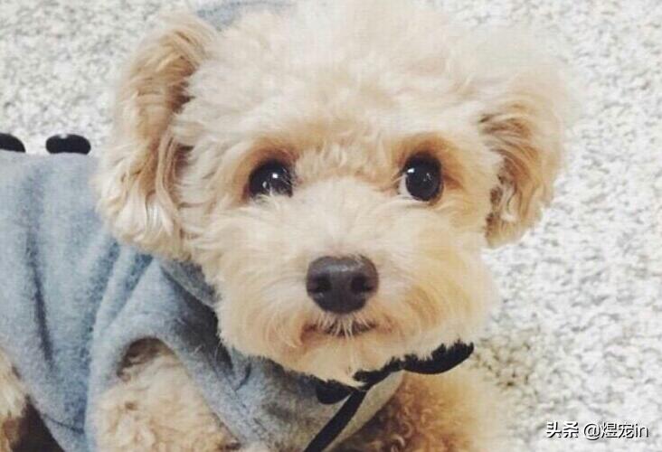 泰迪大便有果冻状粘液是怎么回事,泰迪大便成形带粘液怎么回事