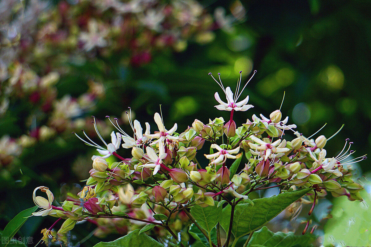 郁郁葱葱的多肉植物,适合阳光足的一年四季开花的植物