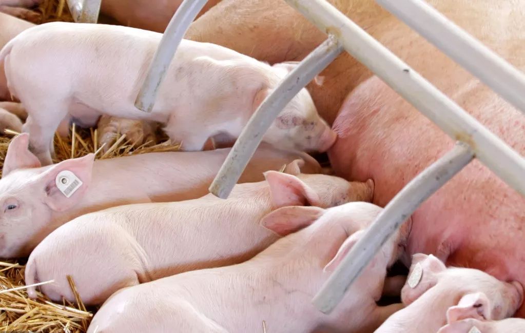 农村养殖母猪怎样才能赚钱,养什么母猪赚钱利润高