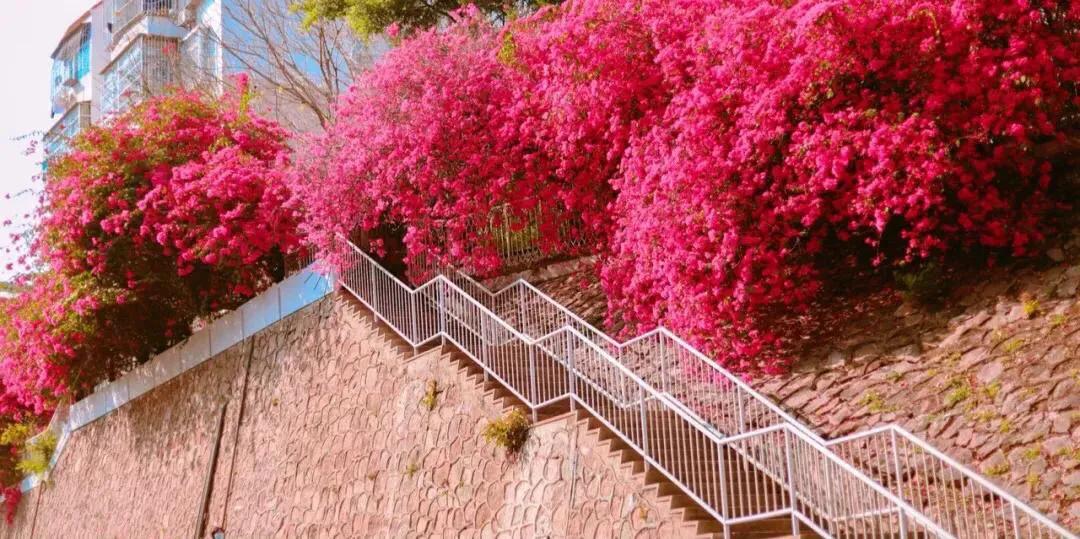 深圳花海公园地址在哪里,深圳中心河公园花海