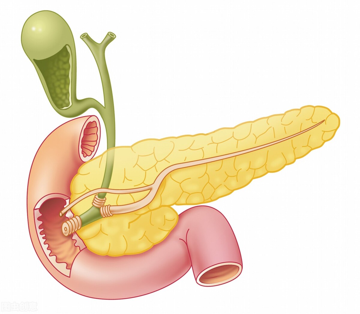 胆囊炎吃什么药能治除根和预防,有过胆囊炎症状的怎么预防复发