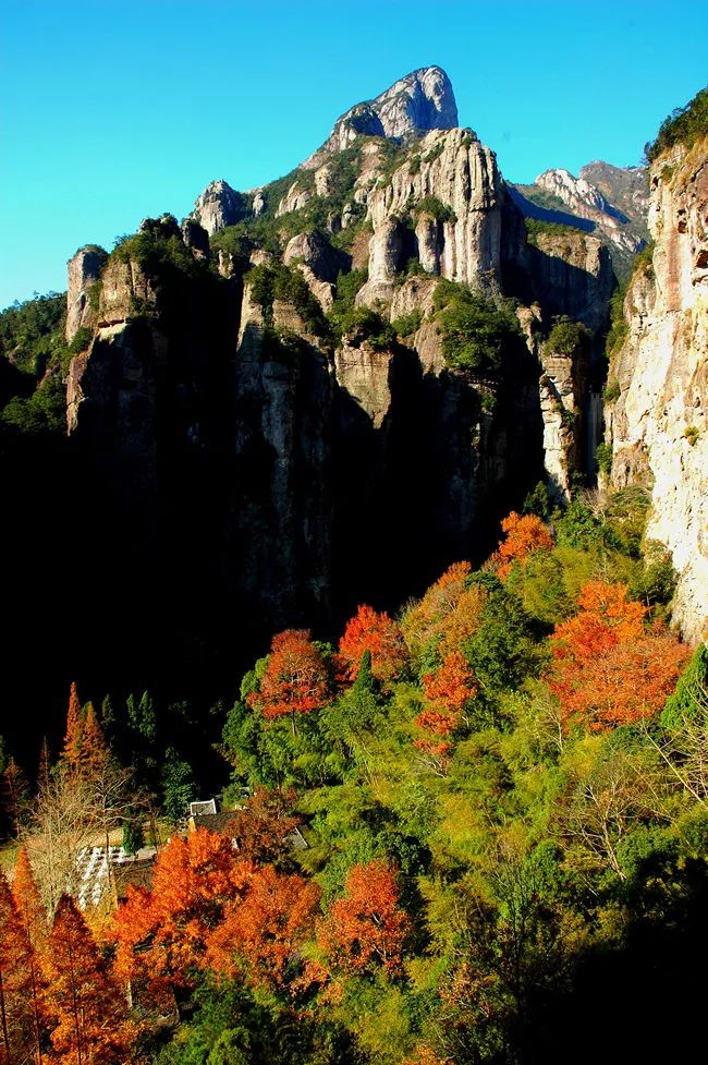 温州银杏哪里最美,温州秋冬的银杏树确实美