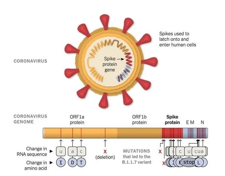 病毒变异那么快会不会自己变异死,现在病毒变异成什么东西