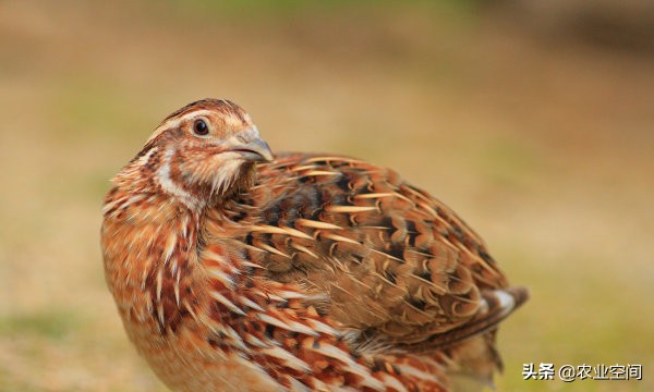 饲养鹌鹑的经济效益,鹌鹑养殖技术鹌鹑如何饲养和管理