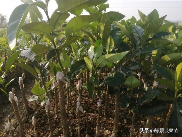 红宝石泰柚是什么,什么是红宝石