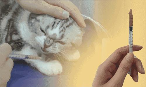 喂药时怎么让猫咪不乱动,喂药给猫方法