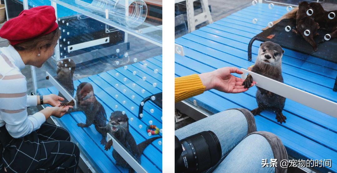 水獭宠物容易养吗视频,水獭宝宝可以当宠物吗