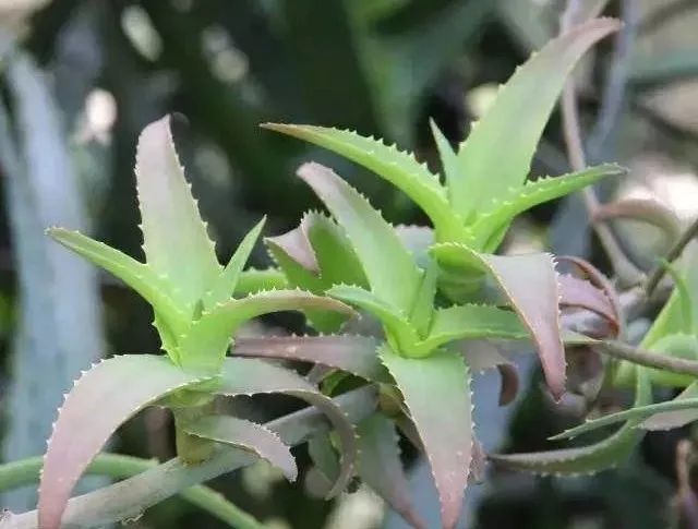 当中药碰上多肉，好吃又健康