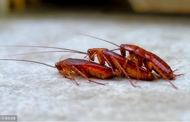 家里有蟑螂怎么办蟑螂最怕什么,蟑螂怕什么怎样驱赶蟑螂最有效