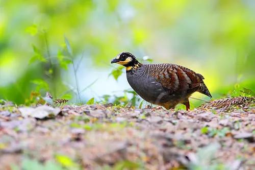 你认识吗丁啉,你认识吗