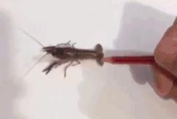 美术生！你们画画就好好画，干嘛还骗人！