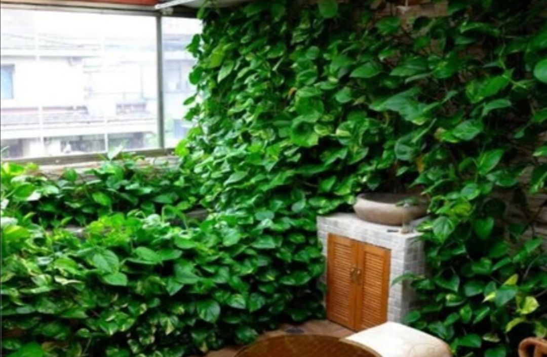 绿萝散射光养护,绿萝的特点和养护常识有哪些