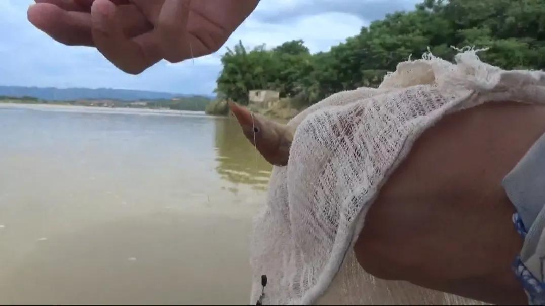 这6种“伤人鱼”是最伤人的,很多钓友被刺过,钓到要注意了