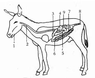 驴坏死性肠炎,驴肠炎最佳治疗方法