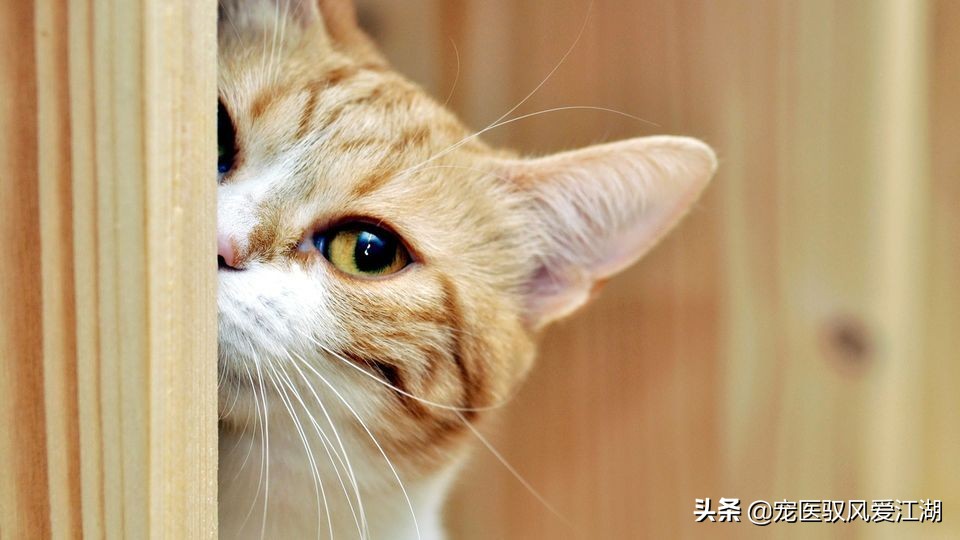 如何快速治疗猫咪猫癣,猫癣猫咪如何预防