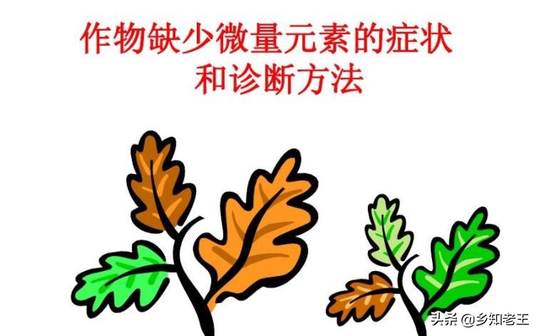 作物缺钼失绿怎么办,瓜类缺钼症的症状