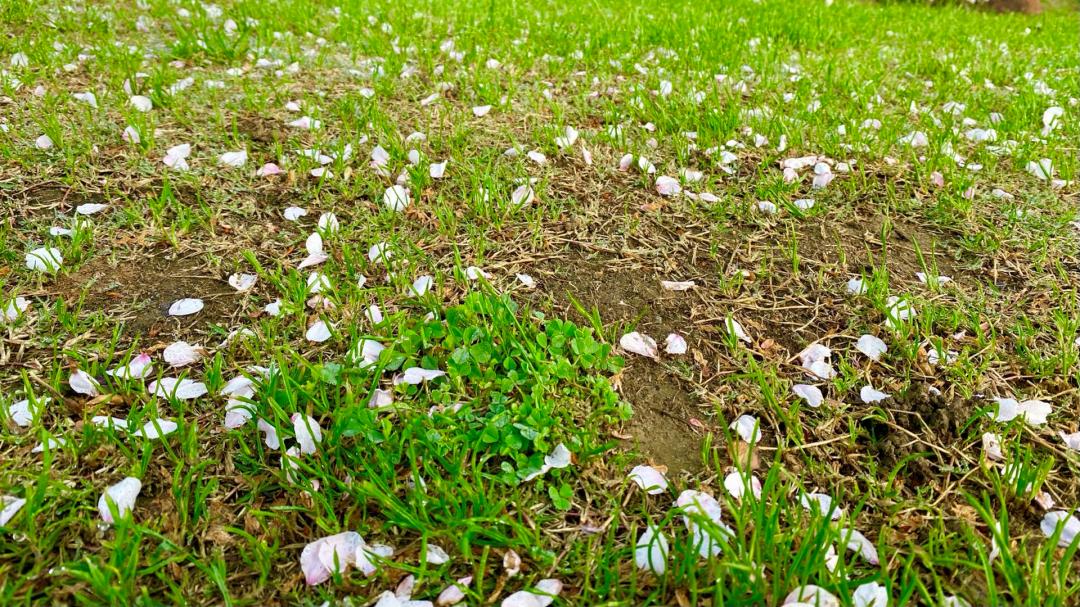 南京的小众景点非常适合一个人去,南京充满森林的公园