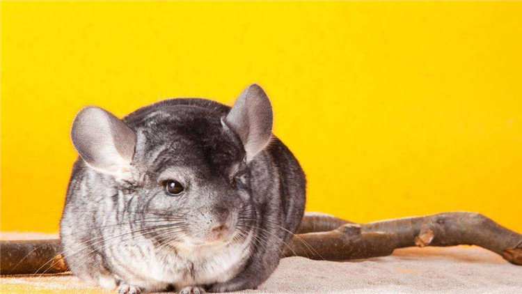 龙猫咬笼,龙猫抓耗子是真的吗