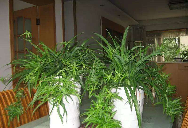 卫生间除异味适合养什么植物,卫生间有味养啥植物