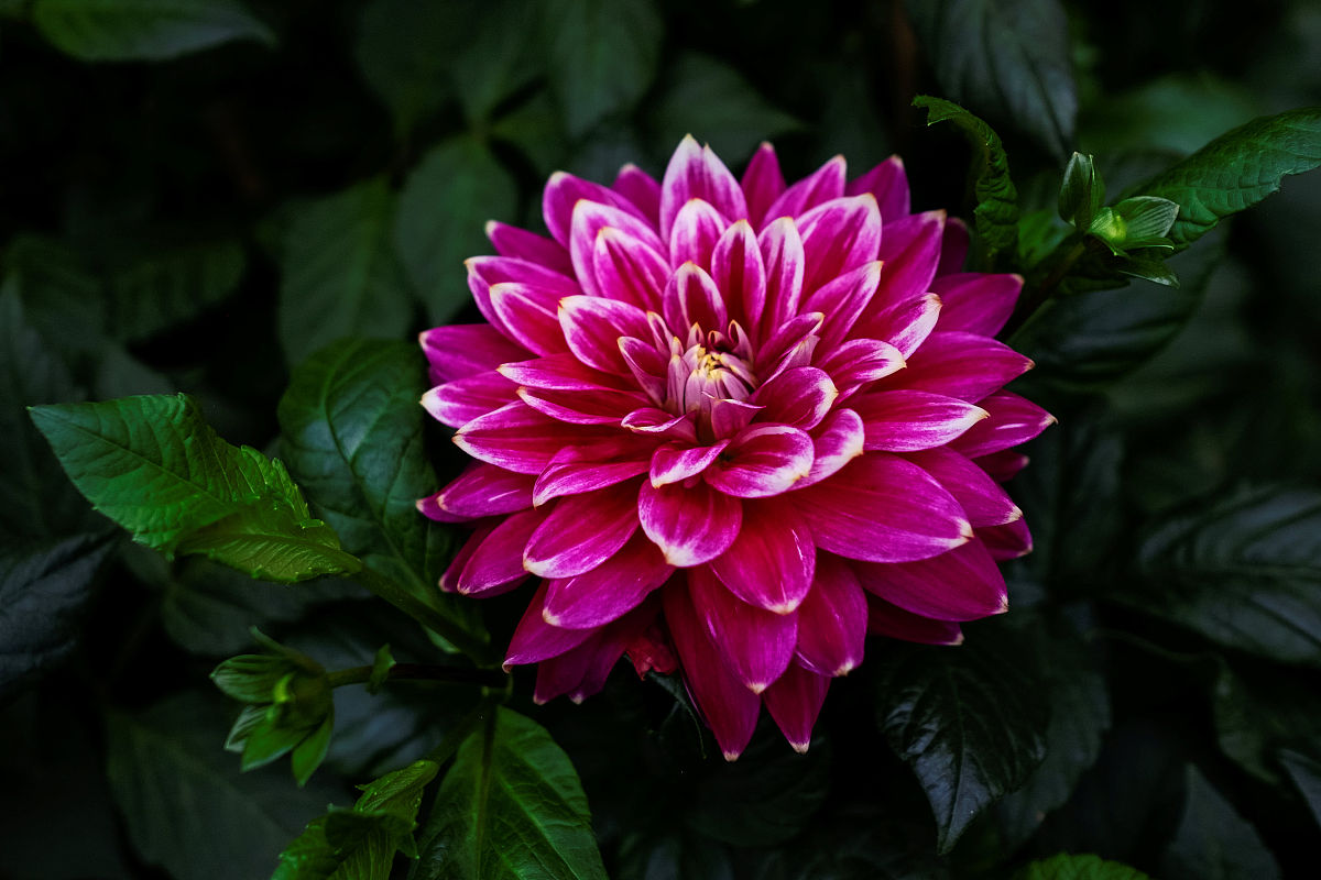 大丽花花苞期可以往叶面浇水吗,盆栽大丽花冬季怎么养护和浇水