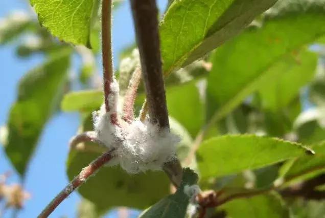 苹果虫害最佳防治方法,苹果各种虫害最佳防治时间