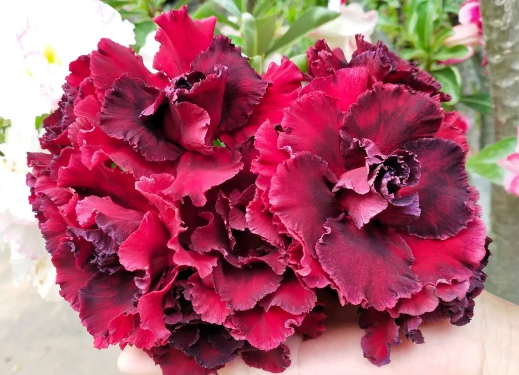 84个沙漠玫瑰品种，收起来慢慢看，待到来年春天选几种喜欢的养