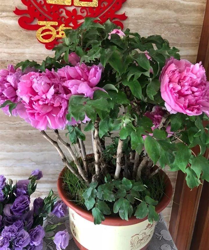 养花新手不知道养什么，就选这几种植物，轻松养爆盆