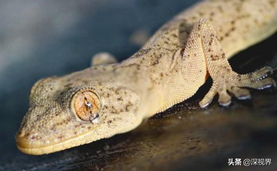 壁虎呆萌可爱,又可爱又温顺的壁虎