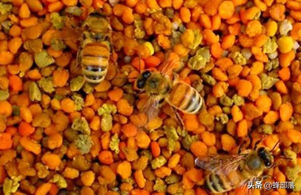 蜂产品出口外贸,蜂蜜蜂王浆出口