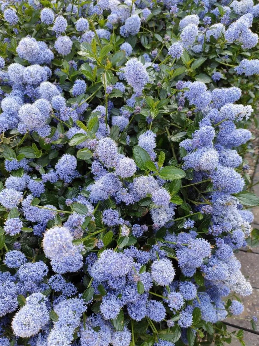 美洲茶寓意是什么,美洲茶蓝色海洋