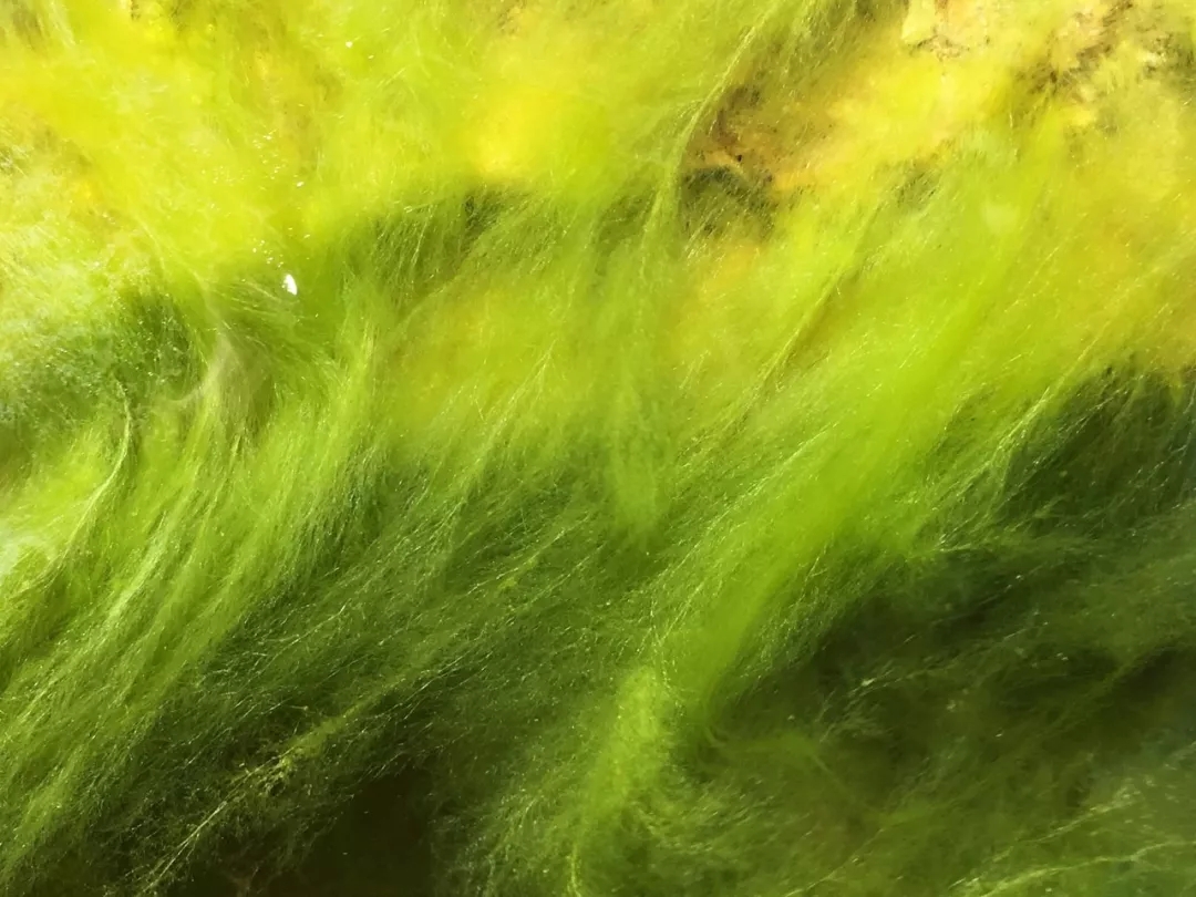 碗莲烂叶子的问题,碗莲出现黄叶和枯萎怎么办