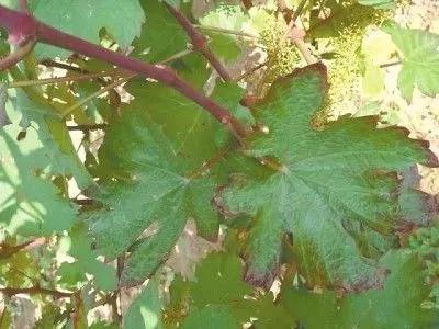 作物缺素原因及症状对照表收藏版,作物营养缺素诊断与科学施肥