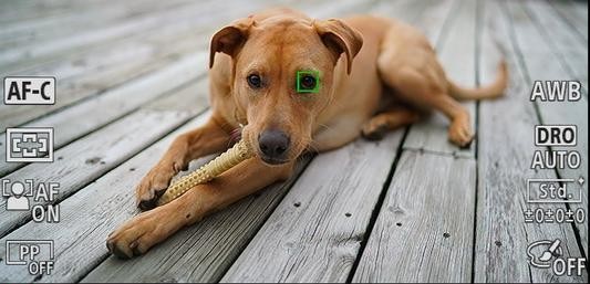 自学摄影胶片,自学照相机教程