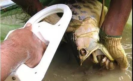 养龙鱼知识大全,龙鱼的起源与产地水族馆