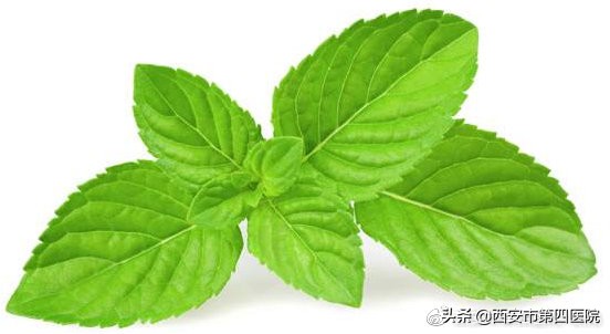 薄荷的9大顶级妙用,夏季薄荷的养殖方法