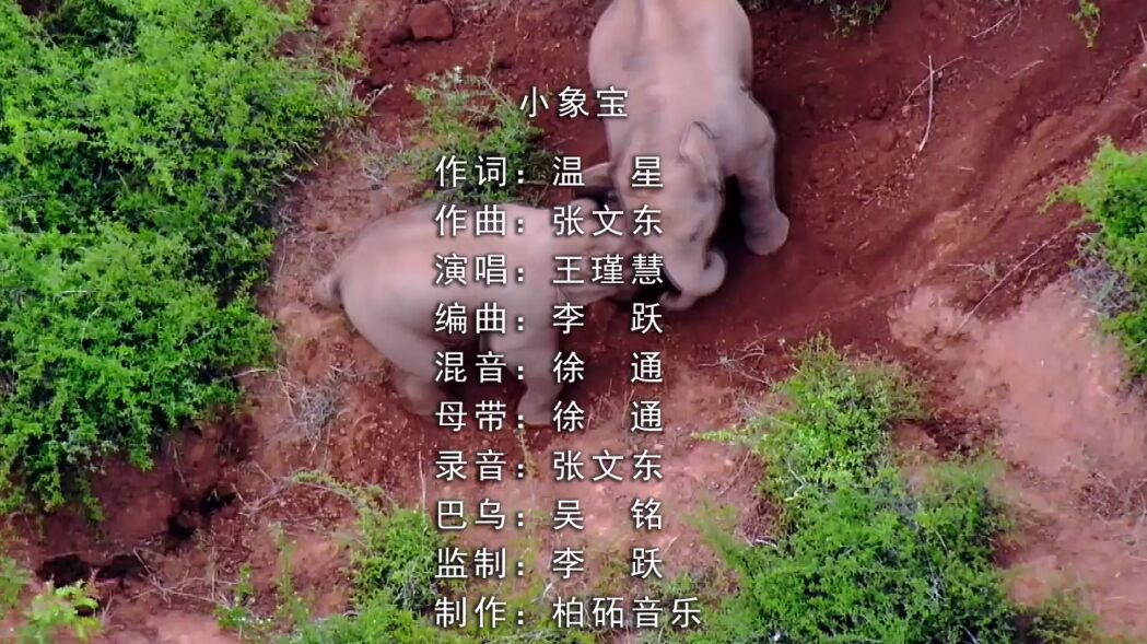 世界大象日,世界大象日活动策划