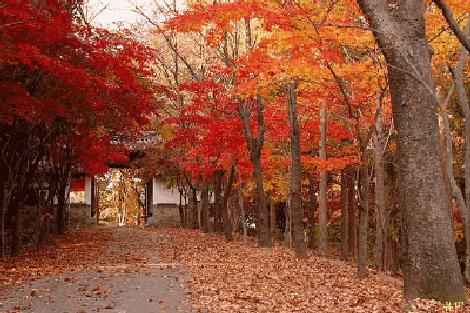 有什么形容秋天的英语单词,描写秋天的英文单词和句子简短