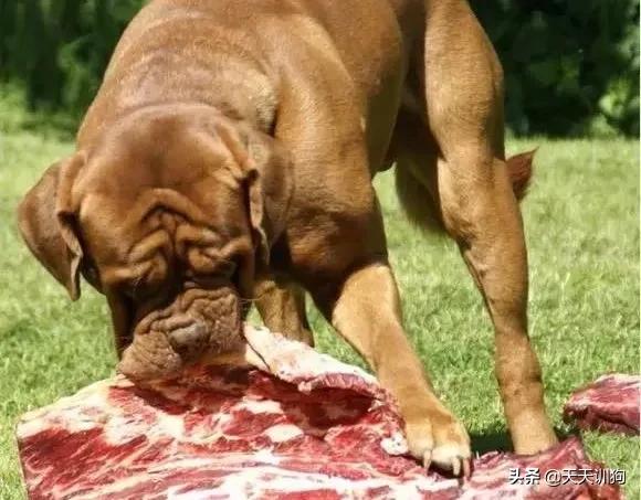 科学养犬四个标准是指哪些,科学养宠攻略狗不能吃什么