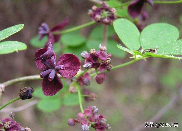 四季开花又耐寒的爬藤植物有哪些,好养的户外爬藤花卉植物有哪些