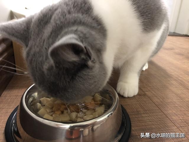 不正经的猫咪好不好,不正经的猫