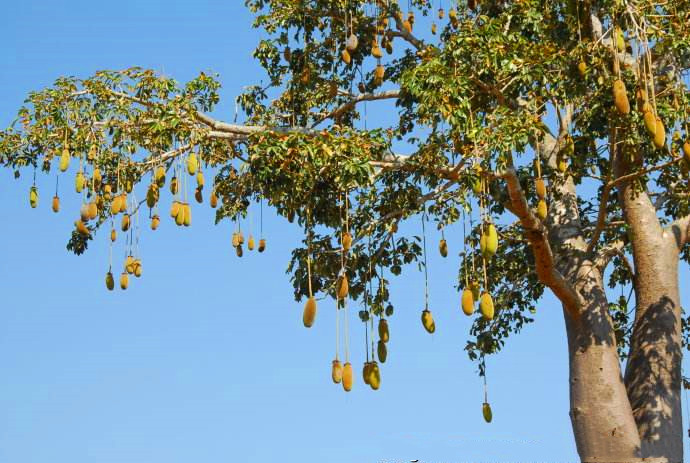 世界上最不怕火的树木,盘点世界上最厉害的树木