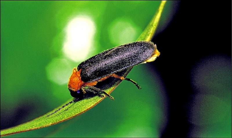 农村有萤火虫现在怎么没了,以前农村常见的萤火虫