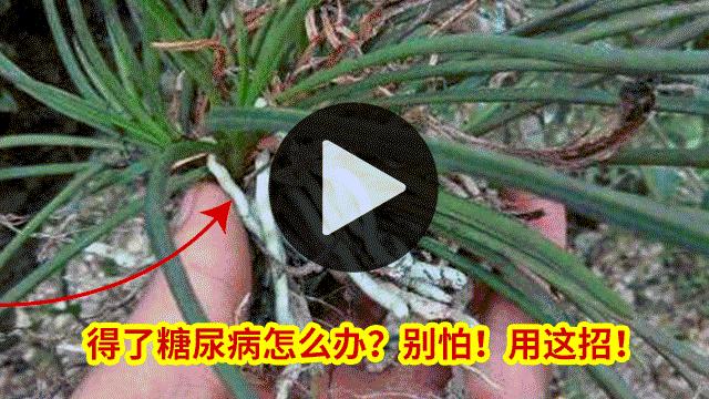 世界十大罕见花卉,世界名贵花卉高清大图